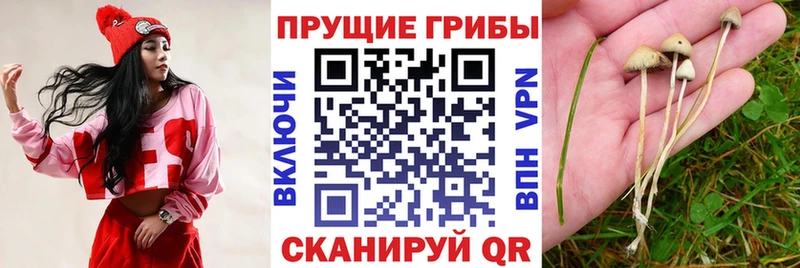 Псилоцибиновые грибы MAGIC MUSHROOMS Кондрово